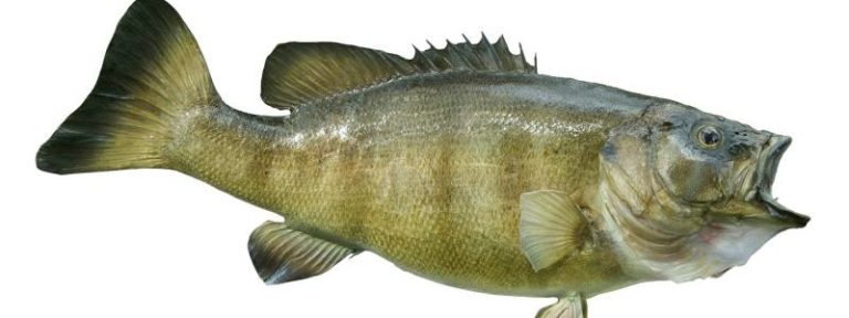 Our Species fishmassenany com