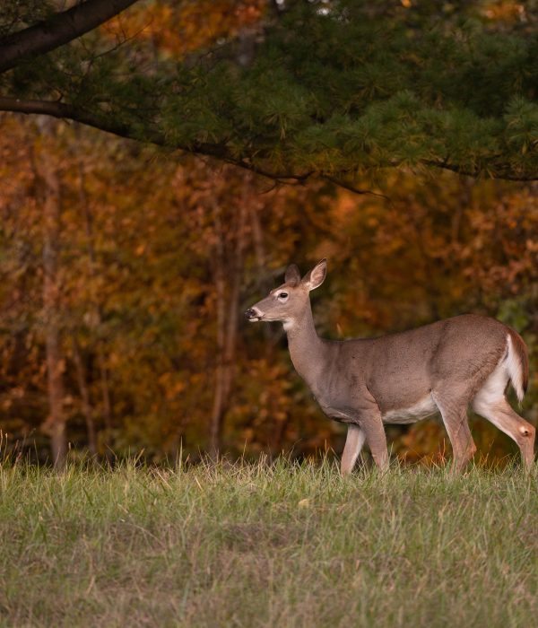 Deer At Robert Moses State Park